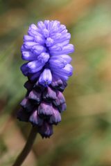 Grape hyacinth (Muscari)