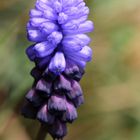 Grape hyacinth (Muscari)