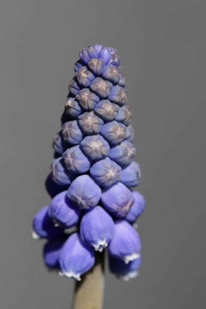 Grape hyacinth (Muscari)