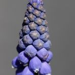 Grape hyacinth (Muscari)