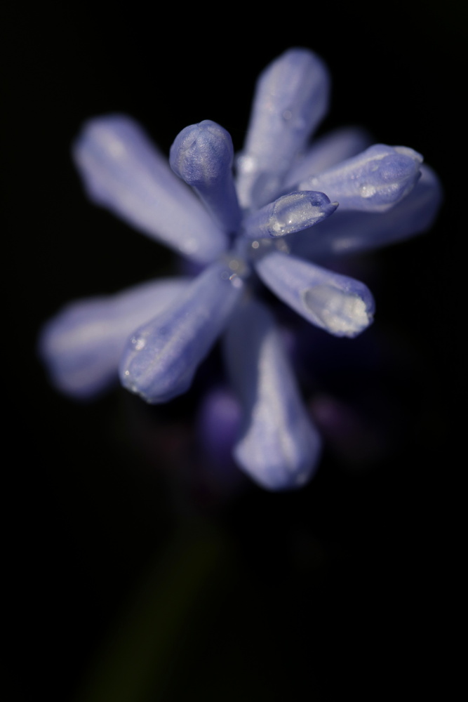 Grape hyacinth (Muscari)