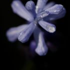 Grape hyacinth (Muscari)