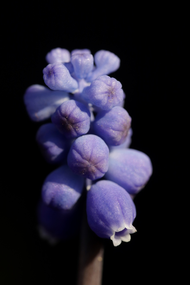 Grape hyacinth (Muscari)