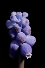 Grape hyacinth (Muscari)