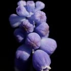 Grape hyacinth (Muscari)