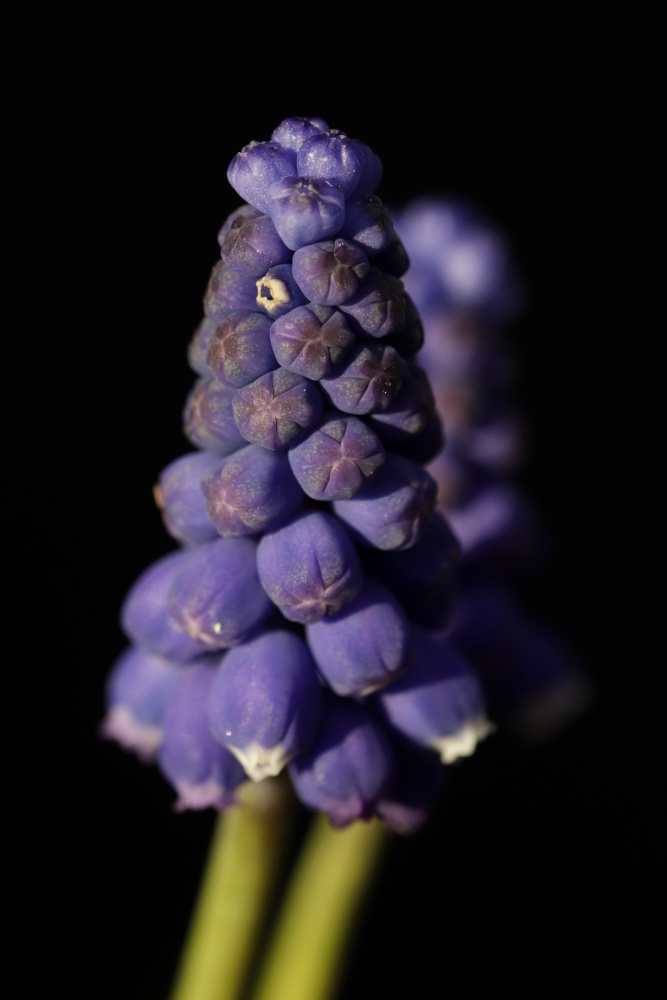 Grape hyacinth (Muscari)