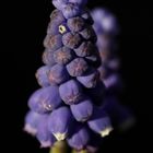 Grape hyacinth (Muscari)