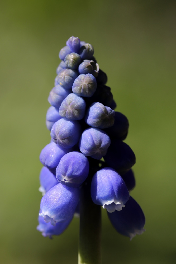 Grape hyacinth (Muscari)