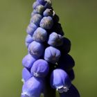 Grape hyacinth (Muscari)