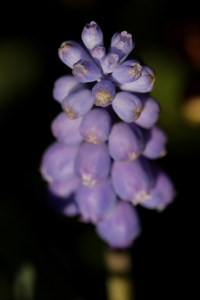 Grape hyacinth (Muscari)