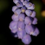 Grape hyacinth (Muscari)