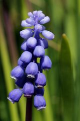 Grape hyacinth (Muscari)