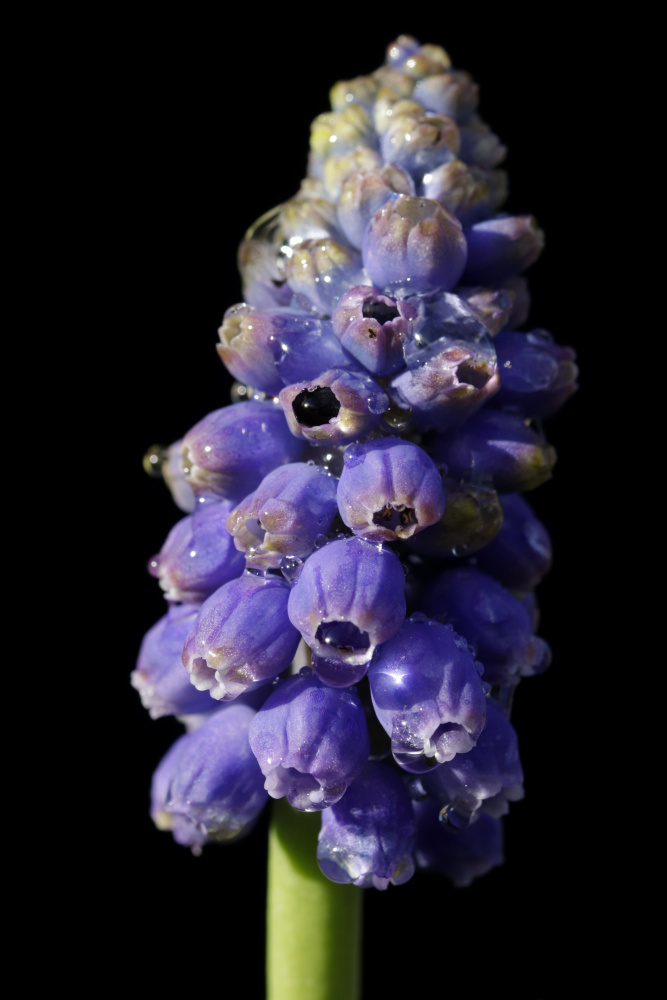 Grape hyacinth (Muscari)