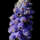 Grape hyacinth (Muscari)