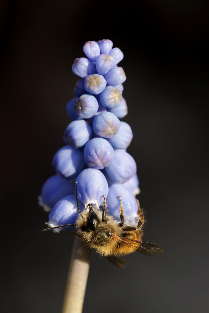 Grape hyacinth with a bee