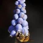 Grape hyacinth with a bee