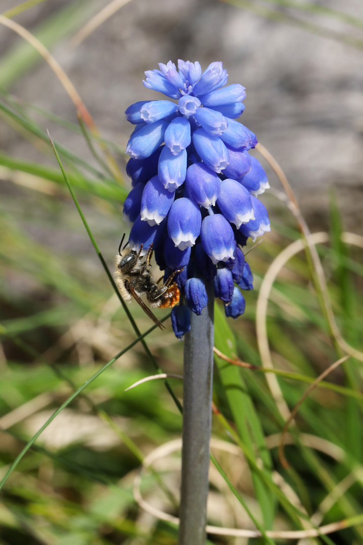 Grape Hyacinth with Bee