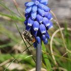 Grape Hyacinth with Bee