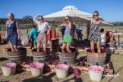 Grape stomping beim "Feast of the Grapes"