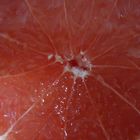 Grapefruit inside