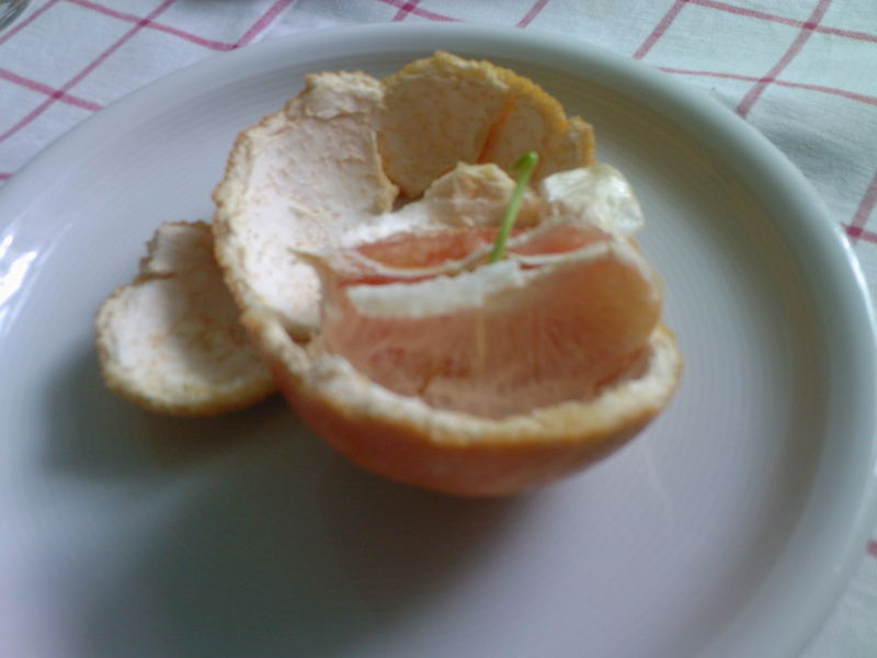 Grapefruitspross