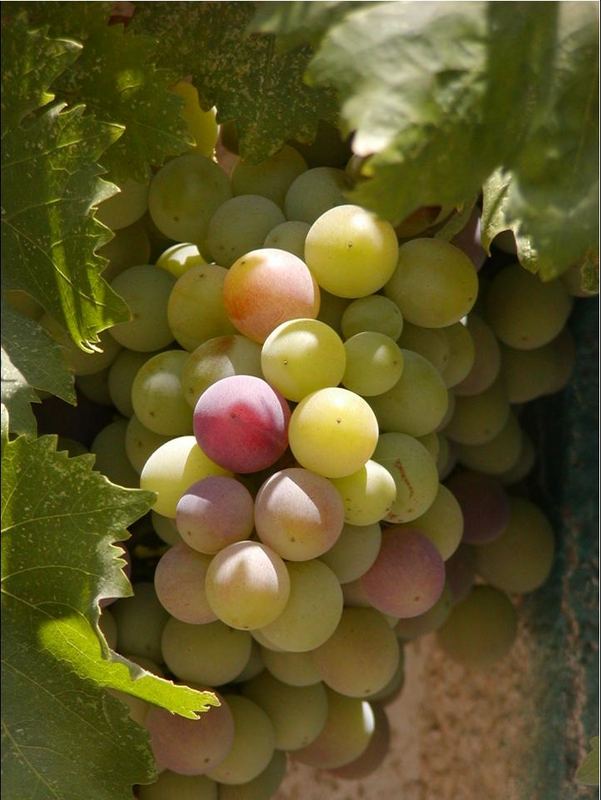 grapes