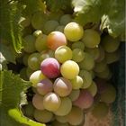 grapes