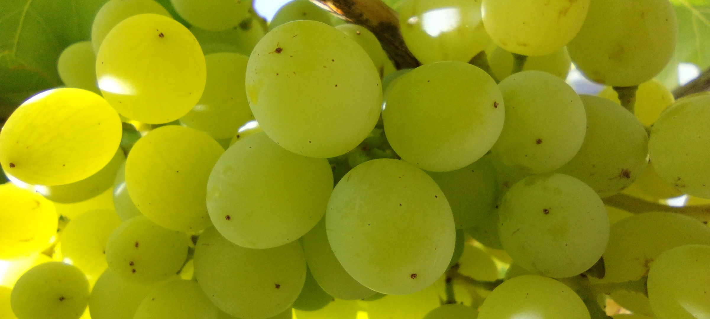 Grapes