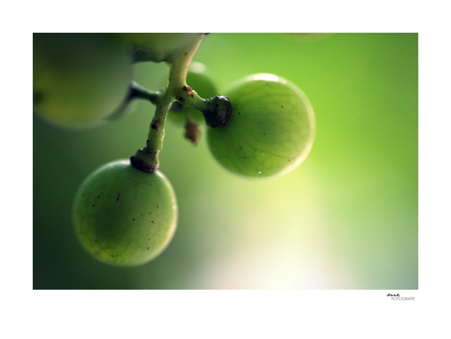 .grapes.