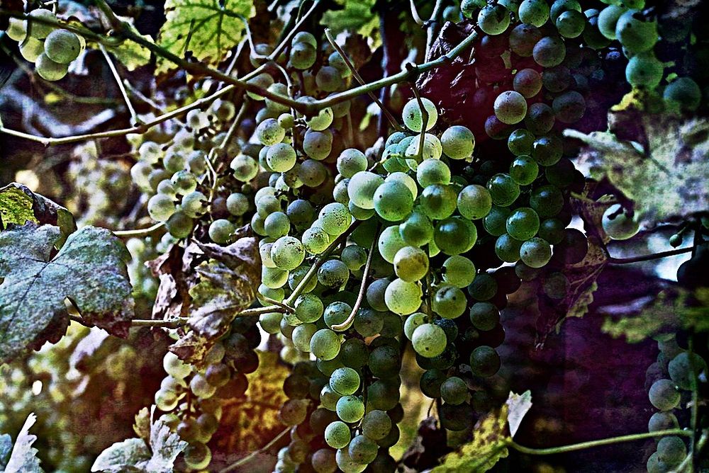 Grapes