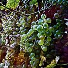 Grapes