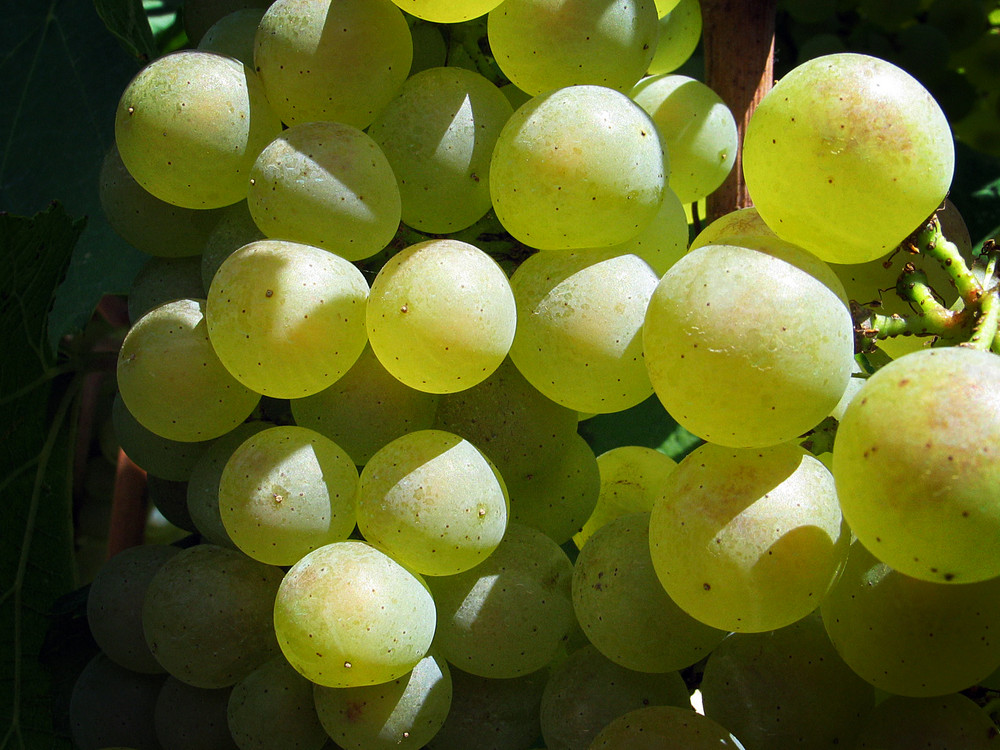 Grapes