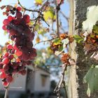 Grapes and sunbeam