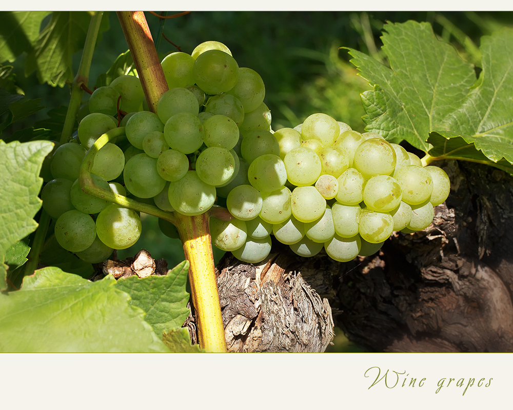 Grapes -