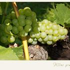 Grapes -