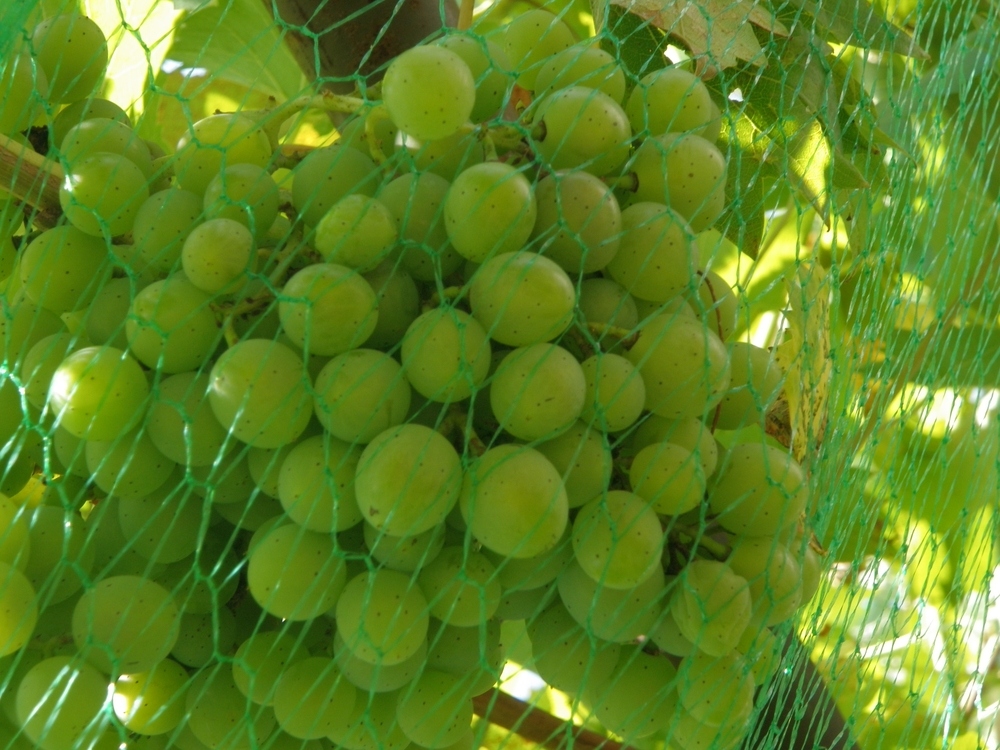 Grapes