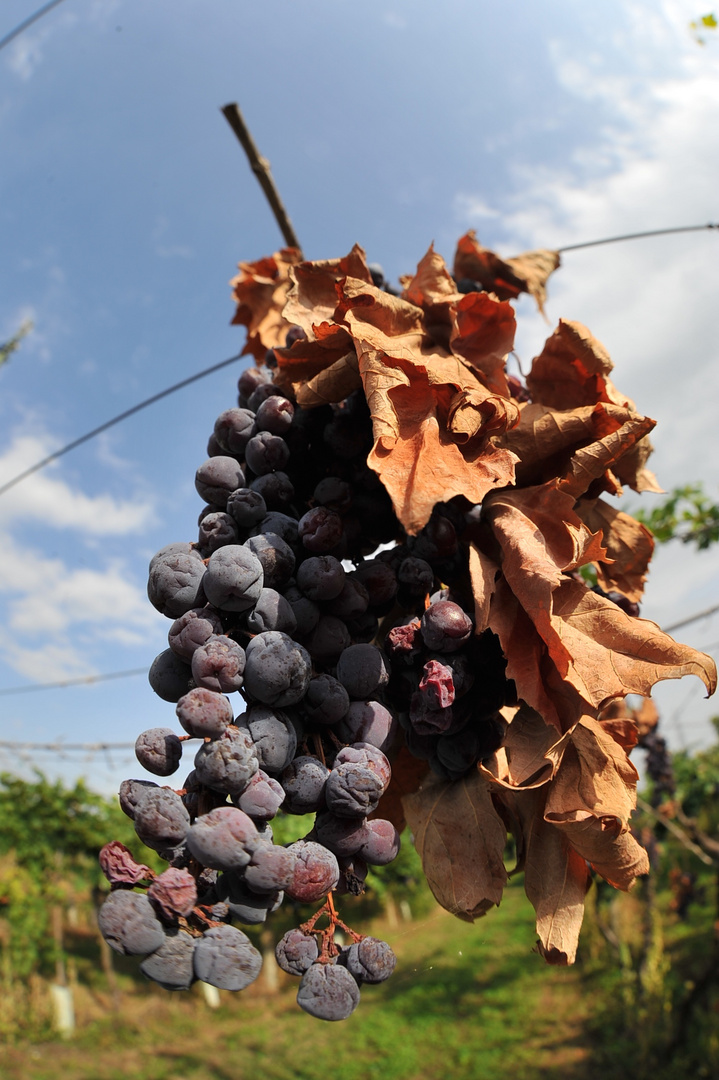 grapes for strong wine