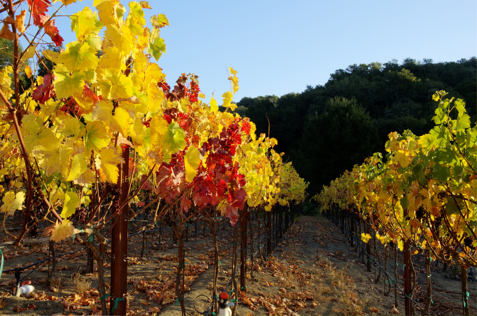 Grapes in the fall transition