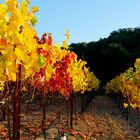 Grapes in the fall transition