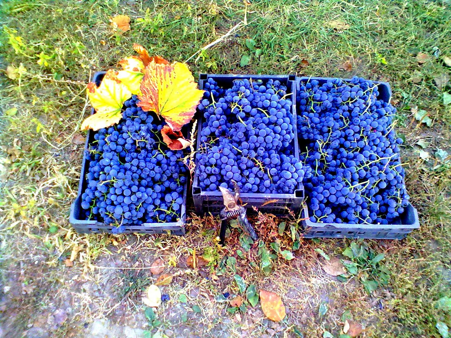 Grapes "Lydia"