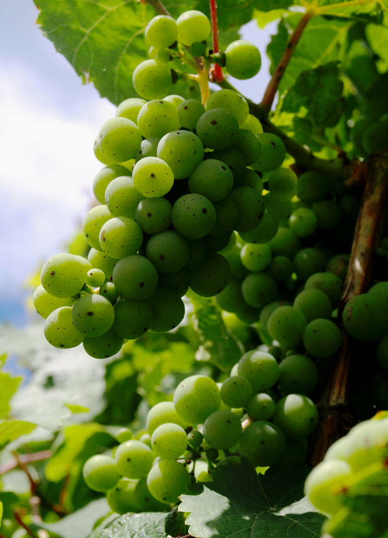 Grapes - Trauben