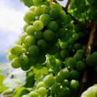 Grapes - Trauben