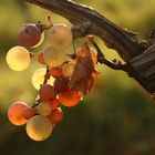 Grapes unpicked