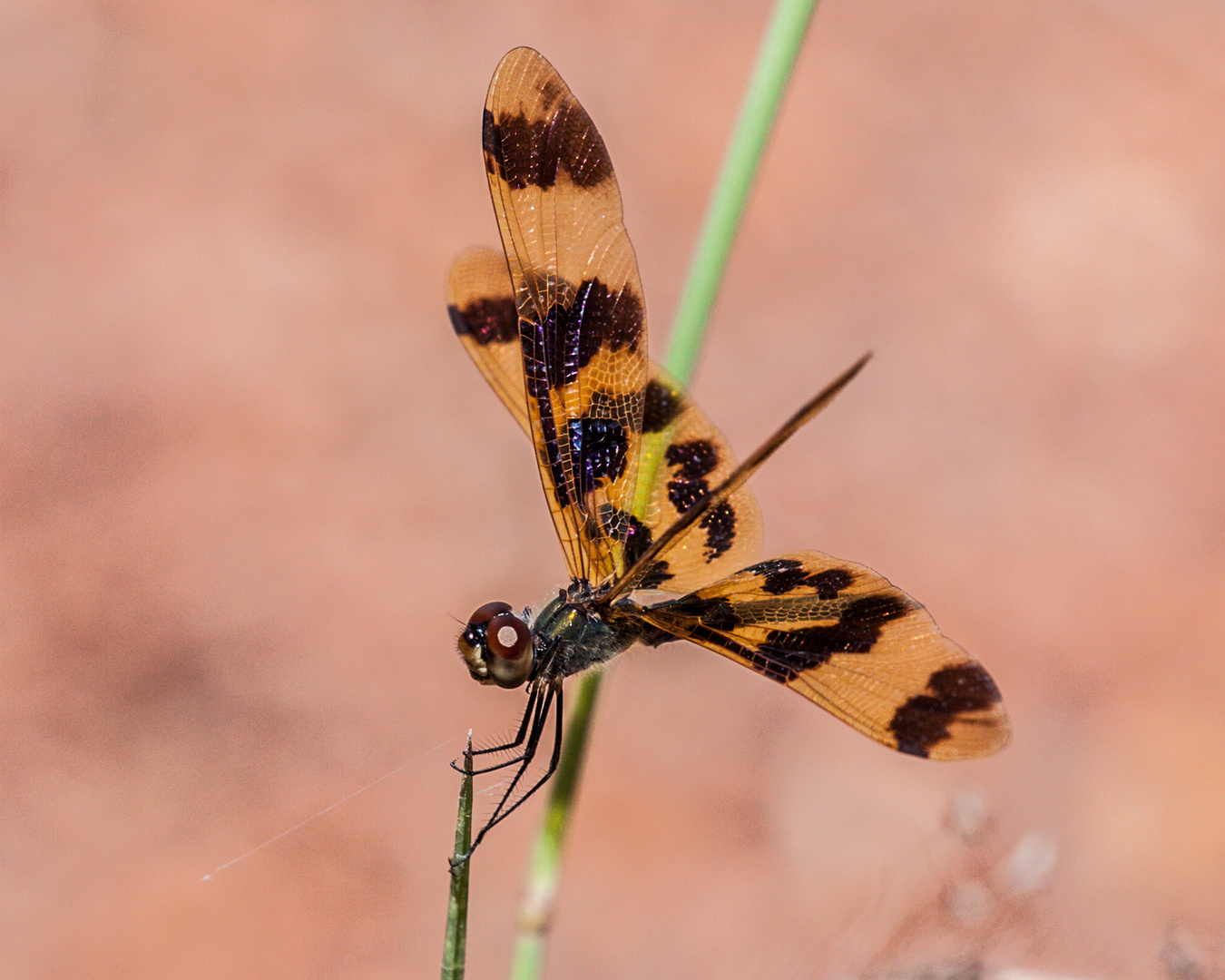 Graphic Flutterer - Rhyothemis graphiptera