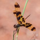 Graphic Flutterer - Rhyothemis graphiptera