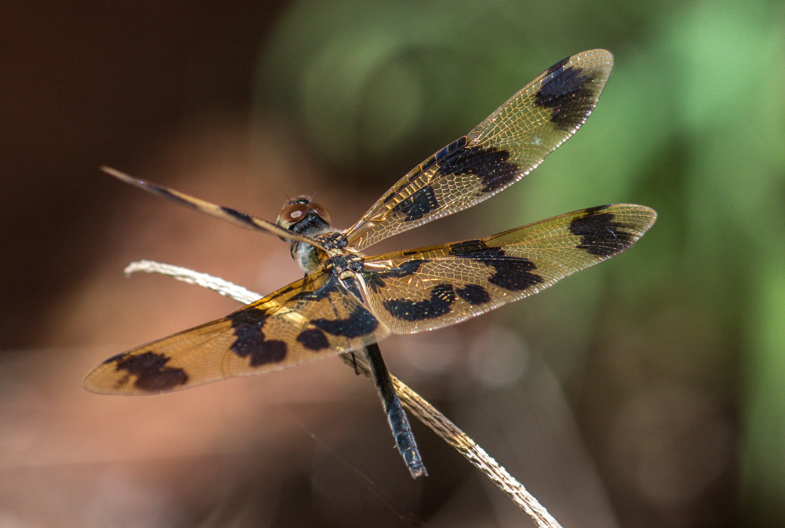 Graphic Flutterer - Rhyothemis graphiptera