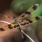 Graphic Flutterer - Rhyothemis graphiptera