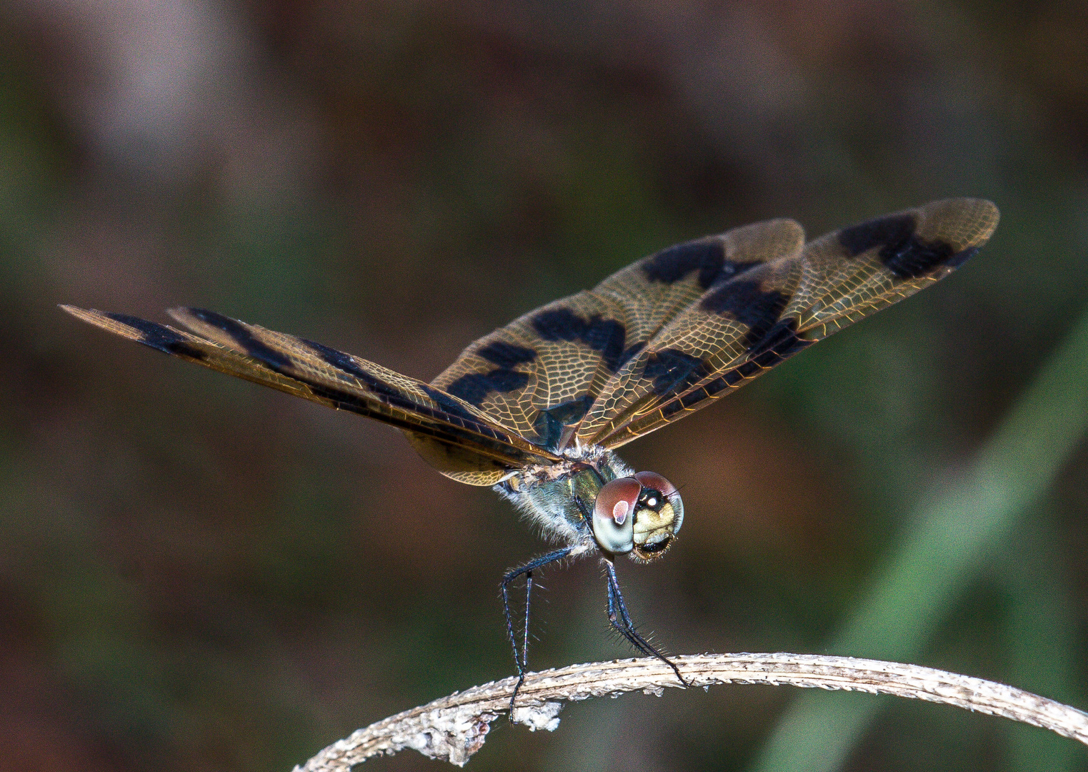 Graphic Flutterer - Rhyothemis graphiptera