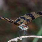 Graphic Flutterer - Rhyothemis graphiptera