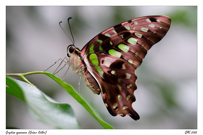 Graphium A.